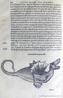 c. OO4v: Serpente alato (65x130 mm)