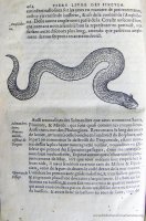 c. NNn1v: Serpente (65x130 mm)